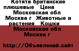 Котята британские плюшевые › Цена ­ 3 000 - Московская обл., Москва г. Животные и растения » Кошки   . Московская обл.,Москва г.